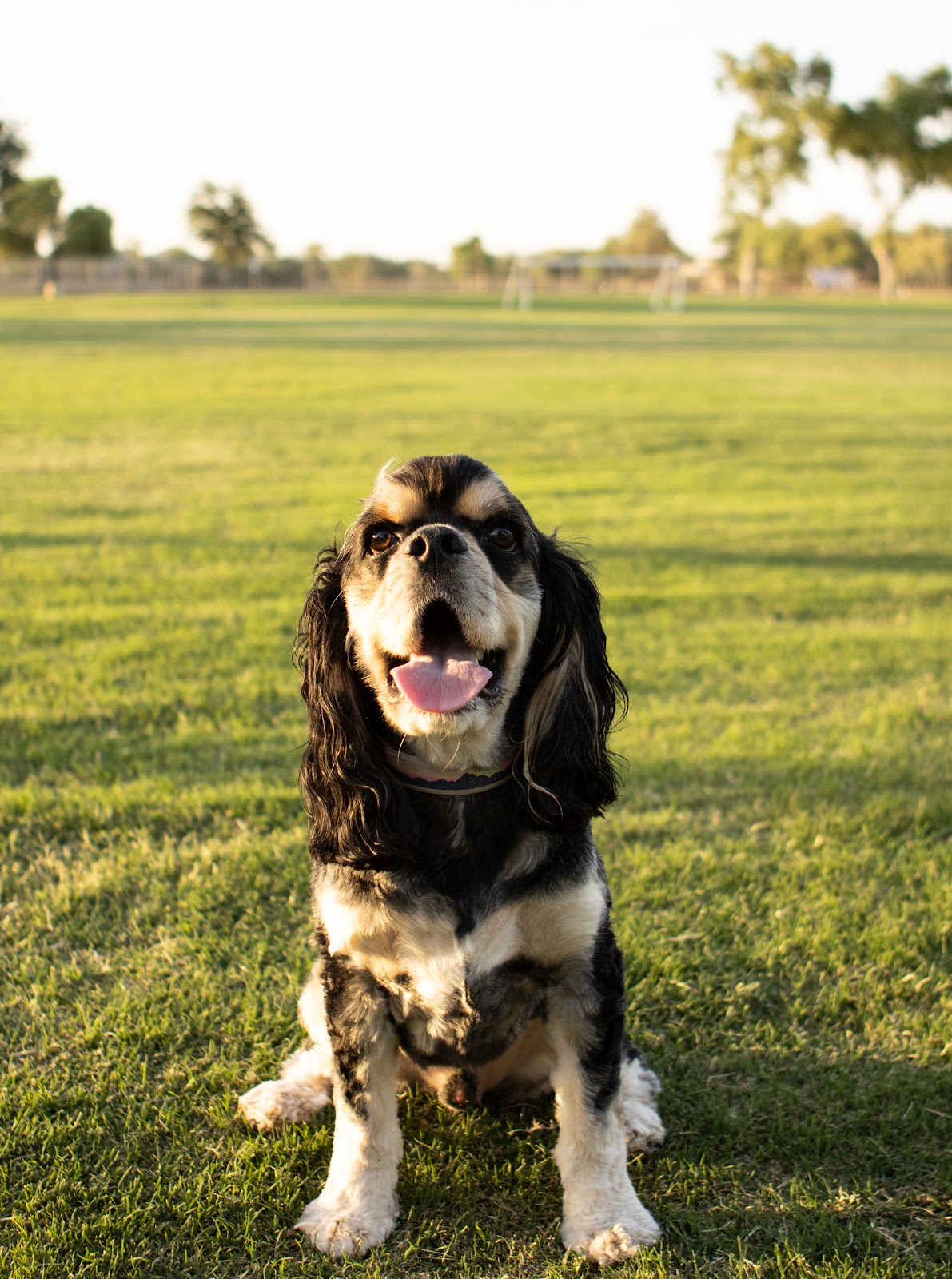 Scooper Swoopers - Photo 2