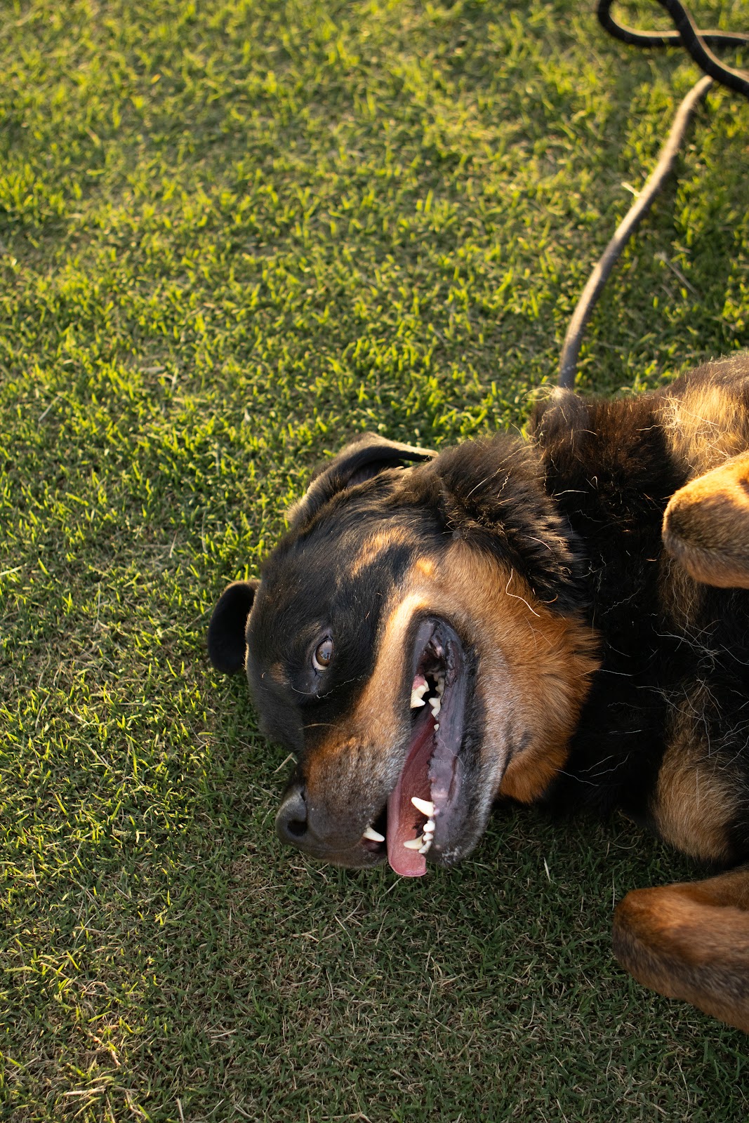 Scooper Swoopers - Photo 3