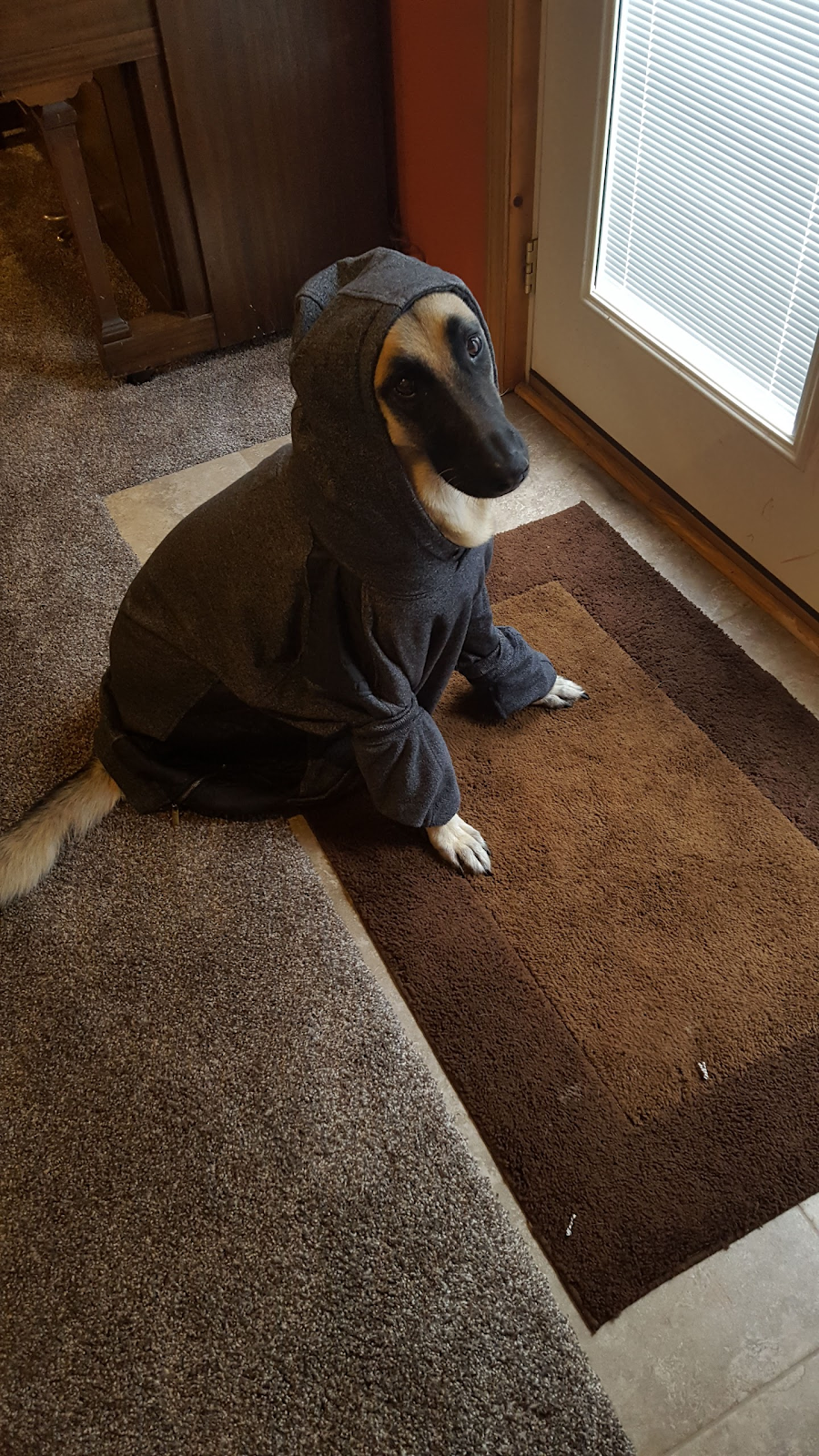 The Dog Doo'd - Photo 2