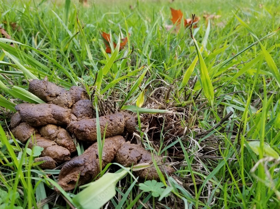 Mountain Dog Scoopers - Photo 3