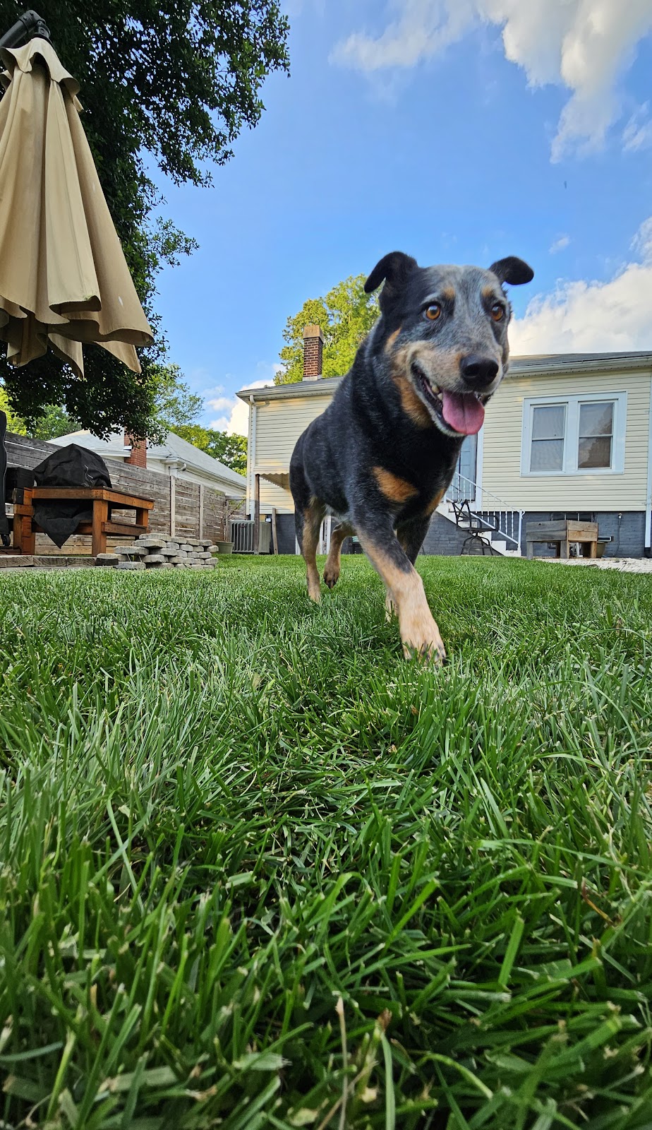 Mountain Dog Scoopers - Photo 4