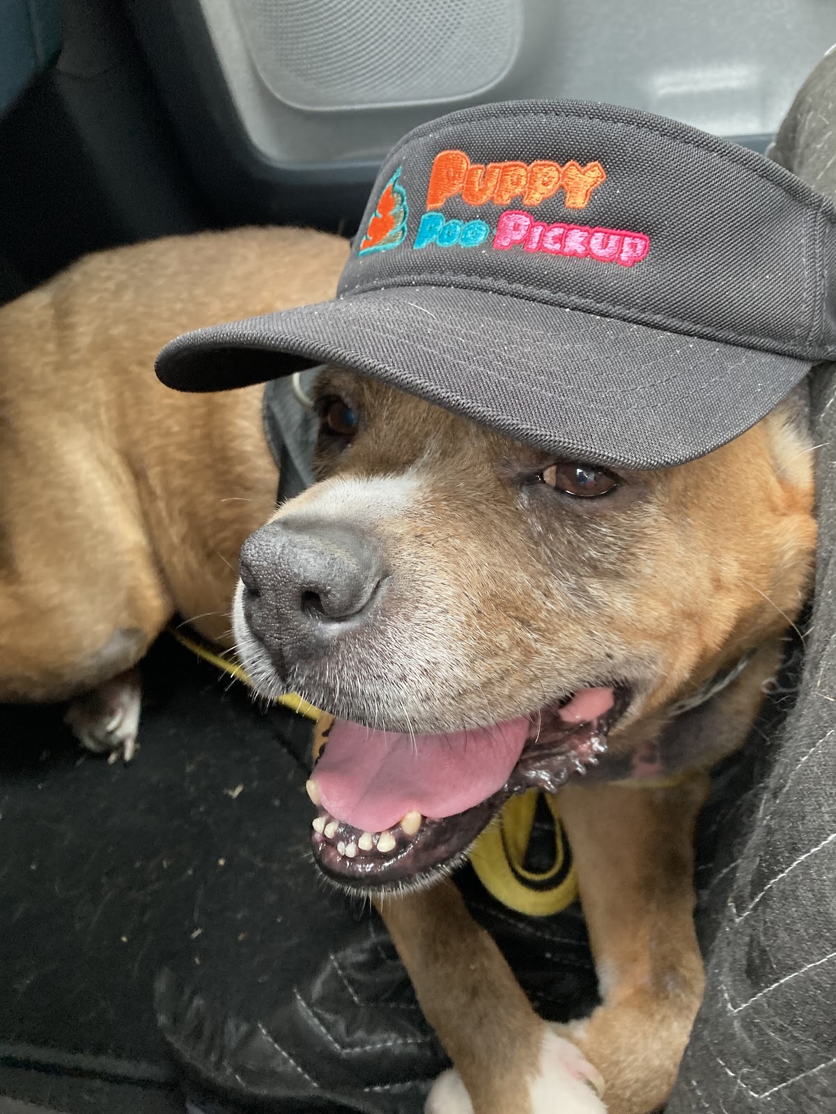 Puppy Poo Pickup - Photo 2