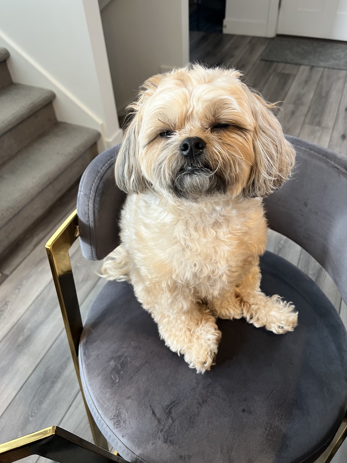 Puppy Pooper Pick Up