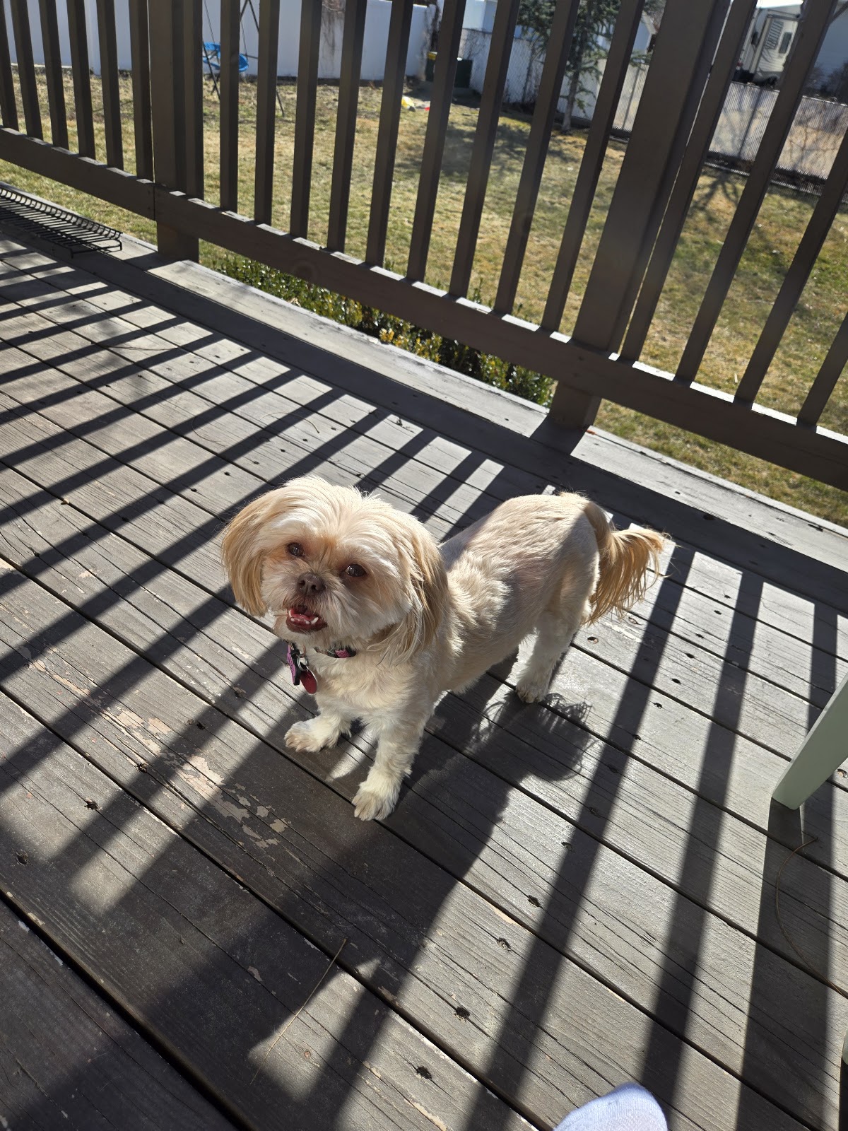 Puppy Pooper Pick Up - Photo 2