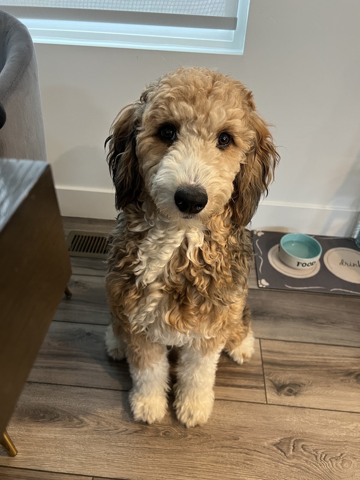 Puppy Pooper Pick Up - Photo 3