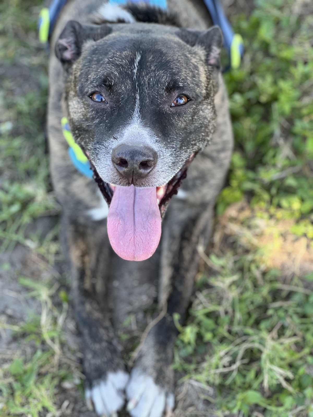 POOP 911 Suncoast - Photo 3