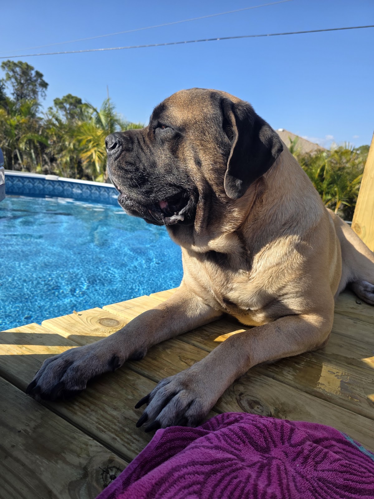 POOP 911 Suncoast - Photo 4