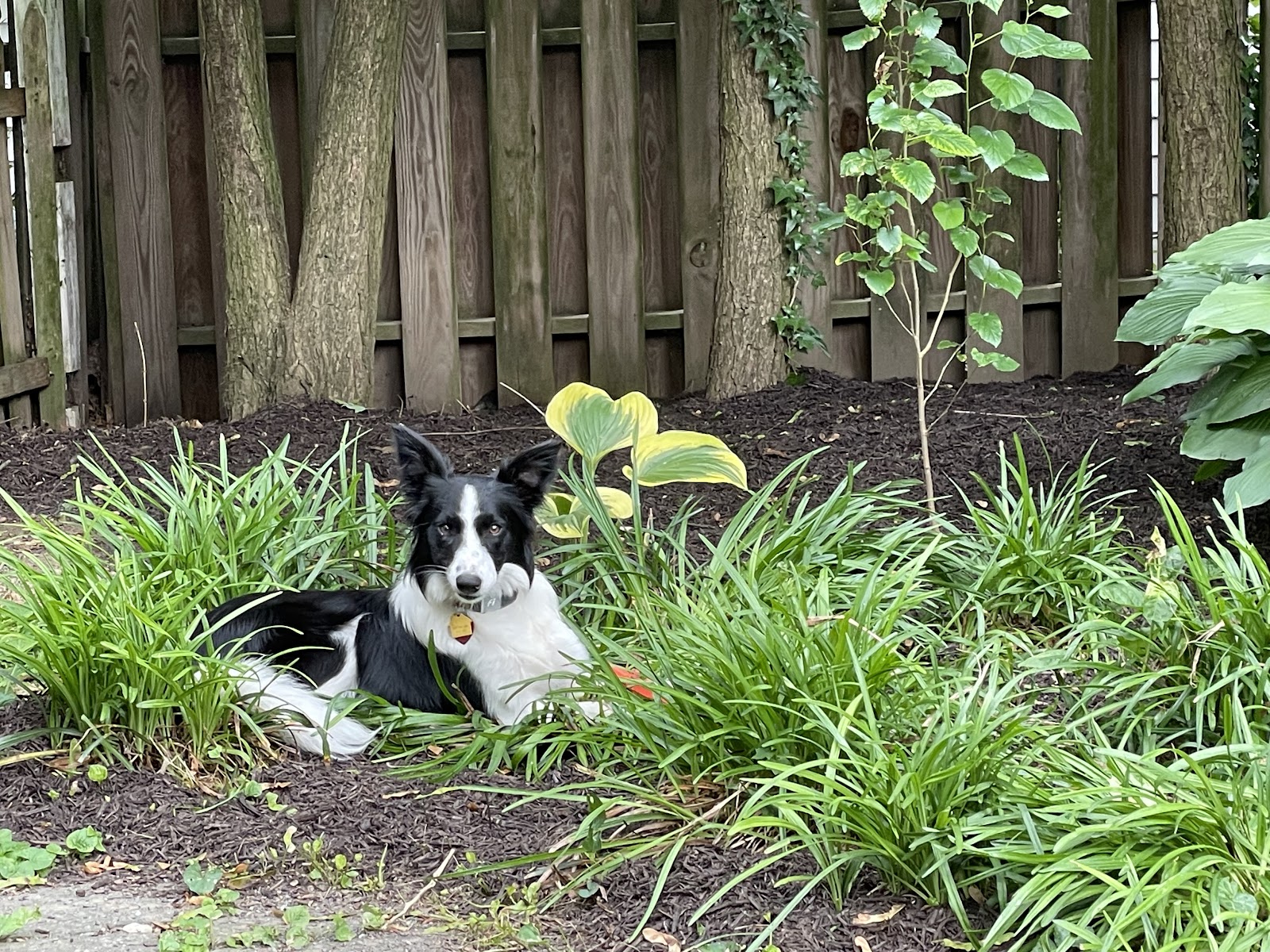 Poop Genie - Photo 4