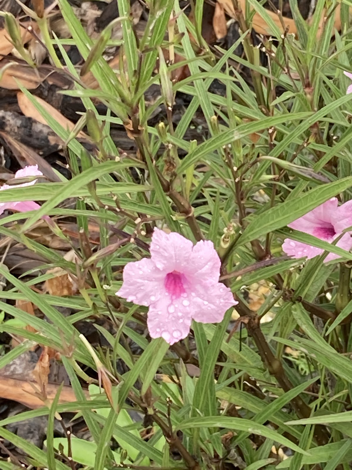 Poop 911 Tampa - Photo 3