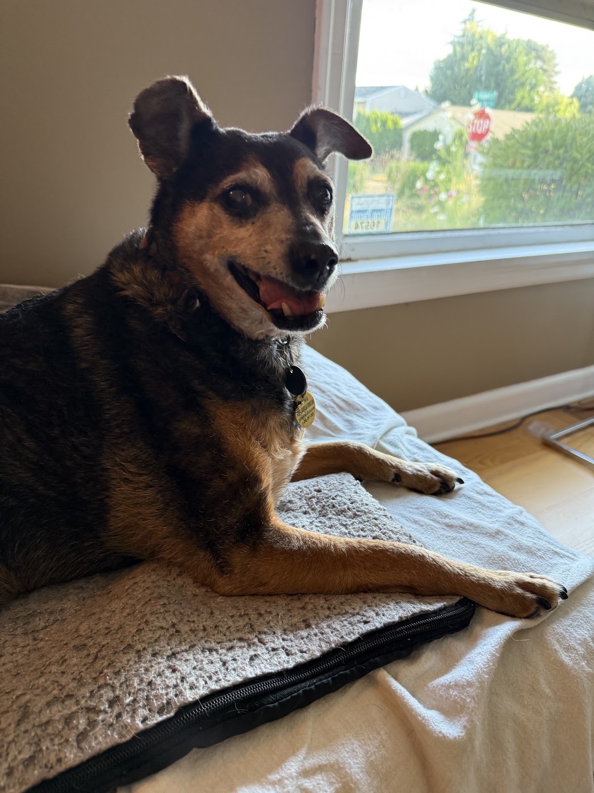 The Tail's End - Photo 3