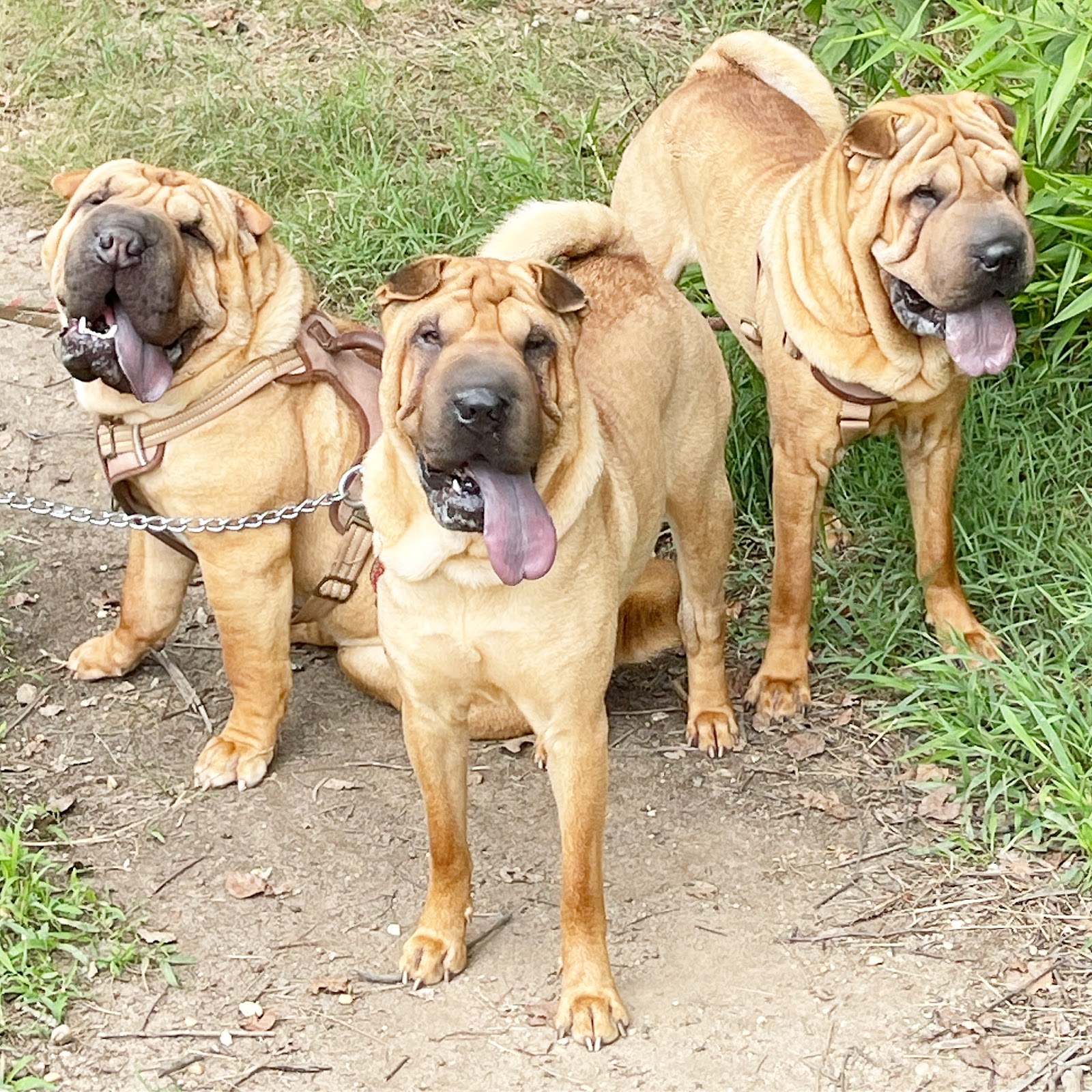 Pet Domestic - Photo 3