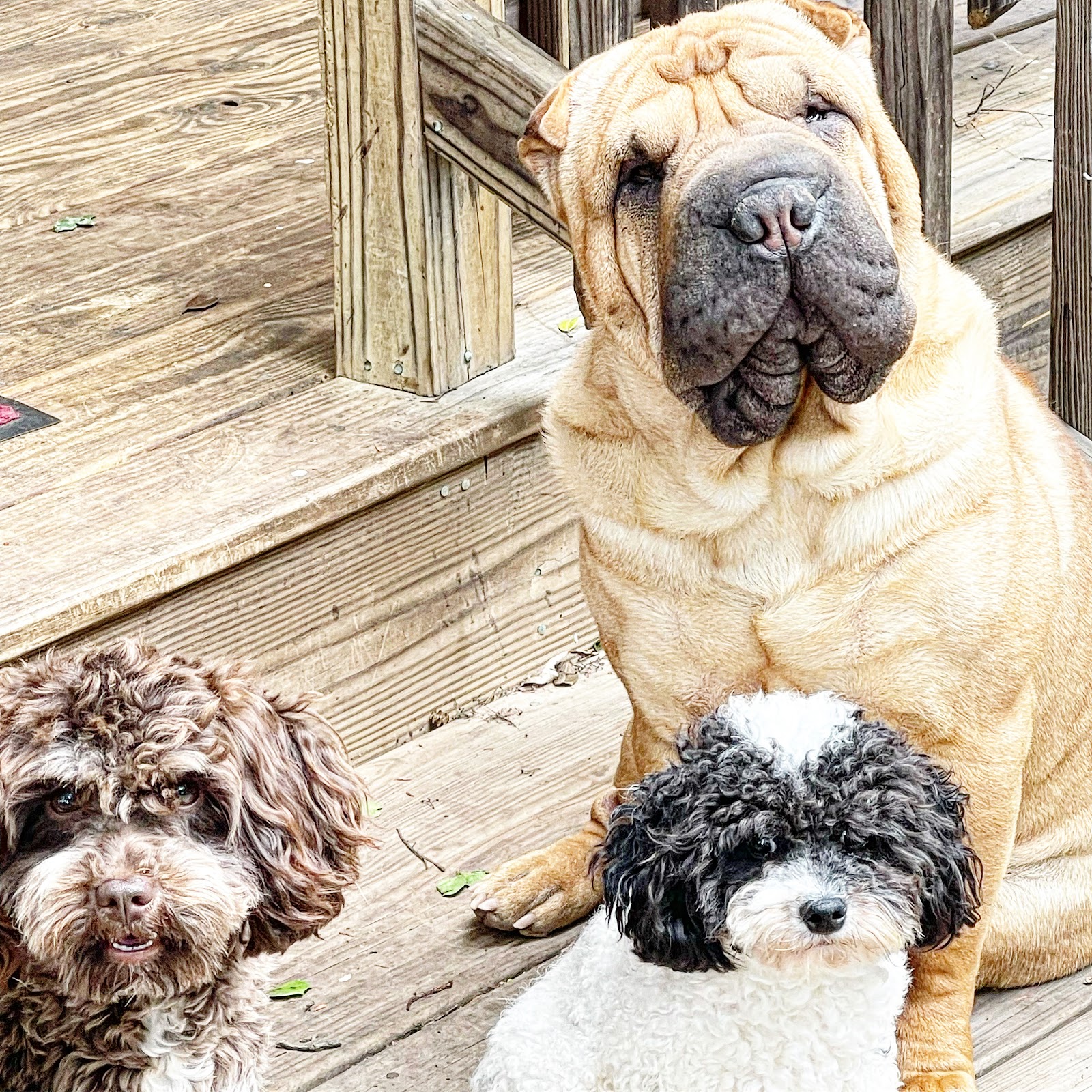 Pet Domestic - Photo 4