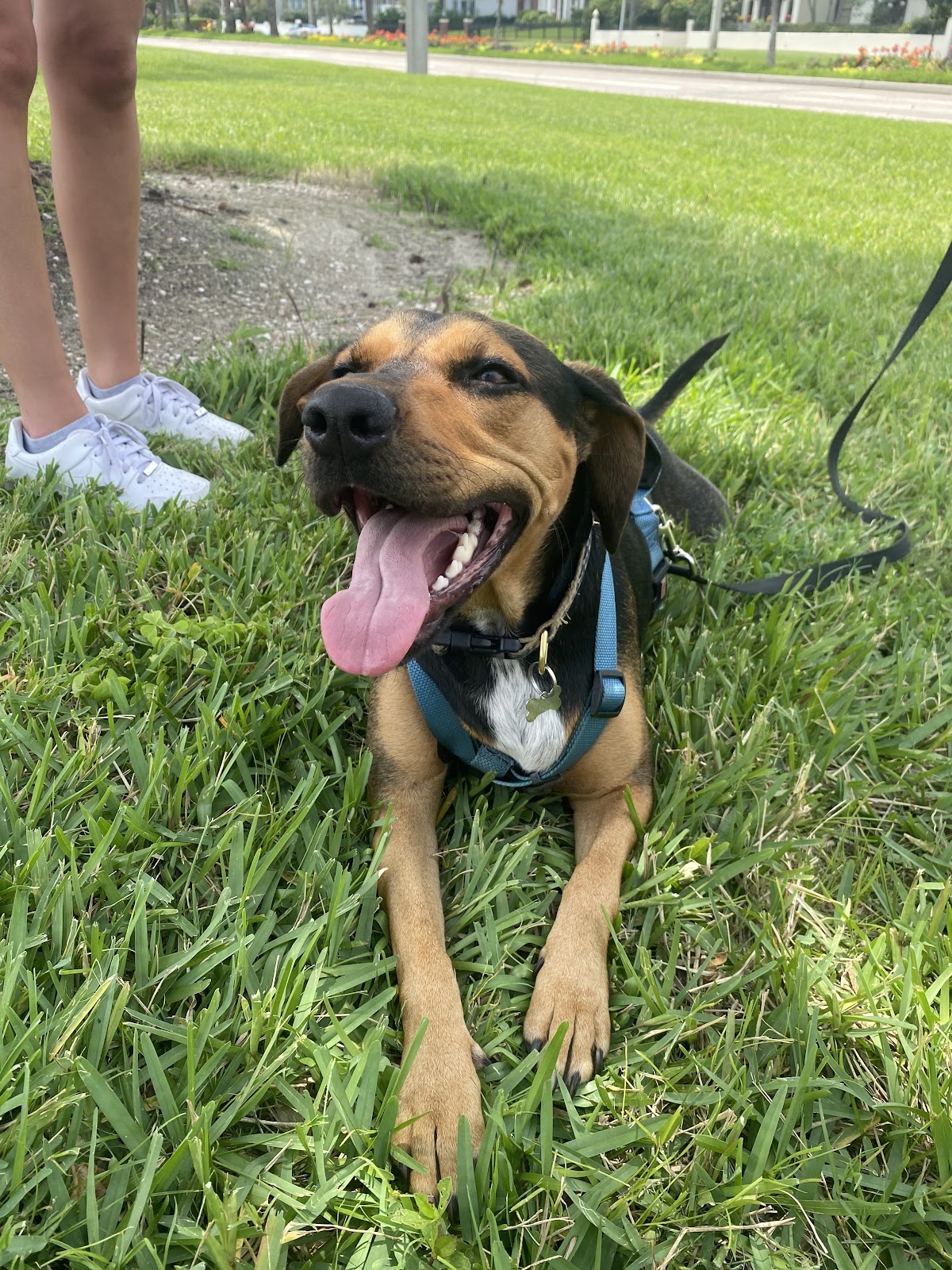 Poops & Scoops - Photo 2