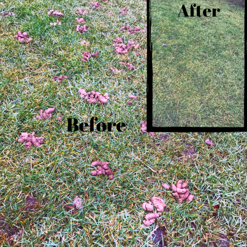 Poops & Scoops - Photo 3