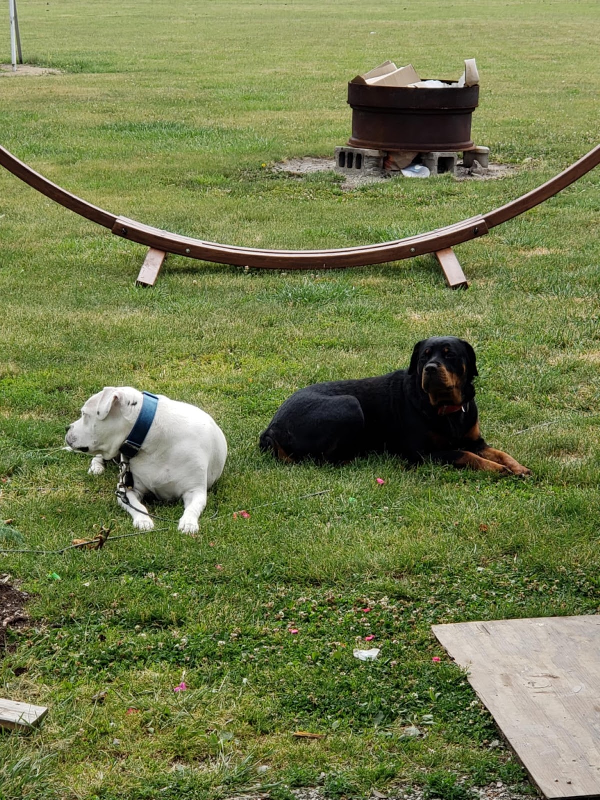 The Doggy Cleanup Team LLC