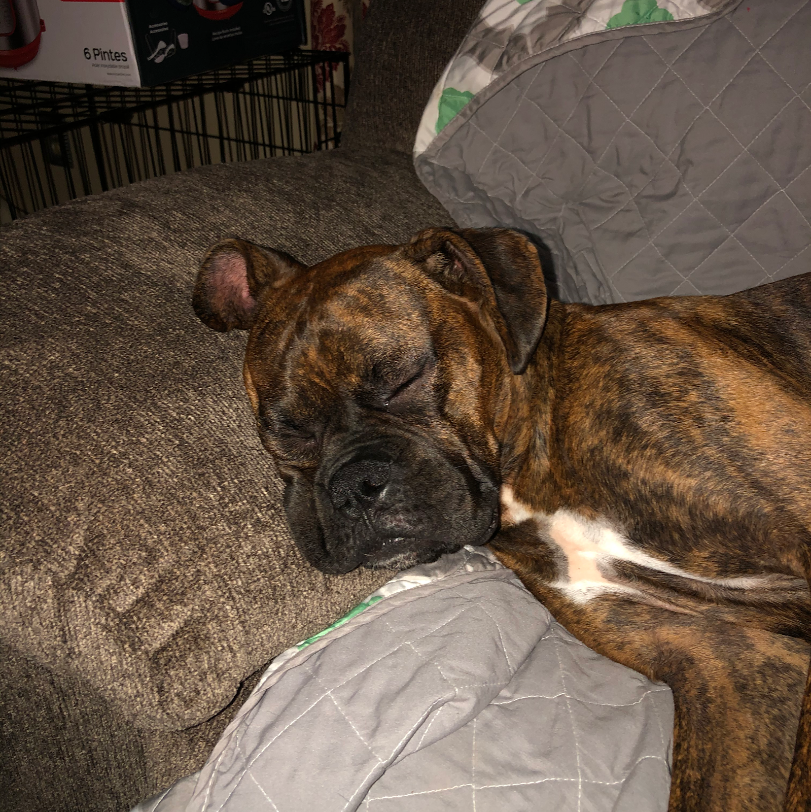 Dog Gone Poop Patrol - Photo 3