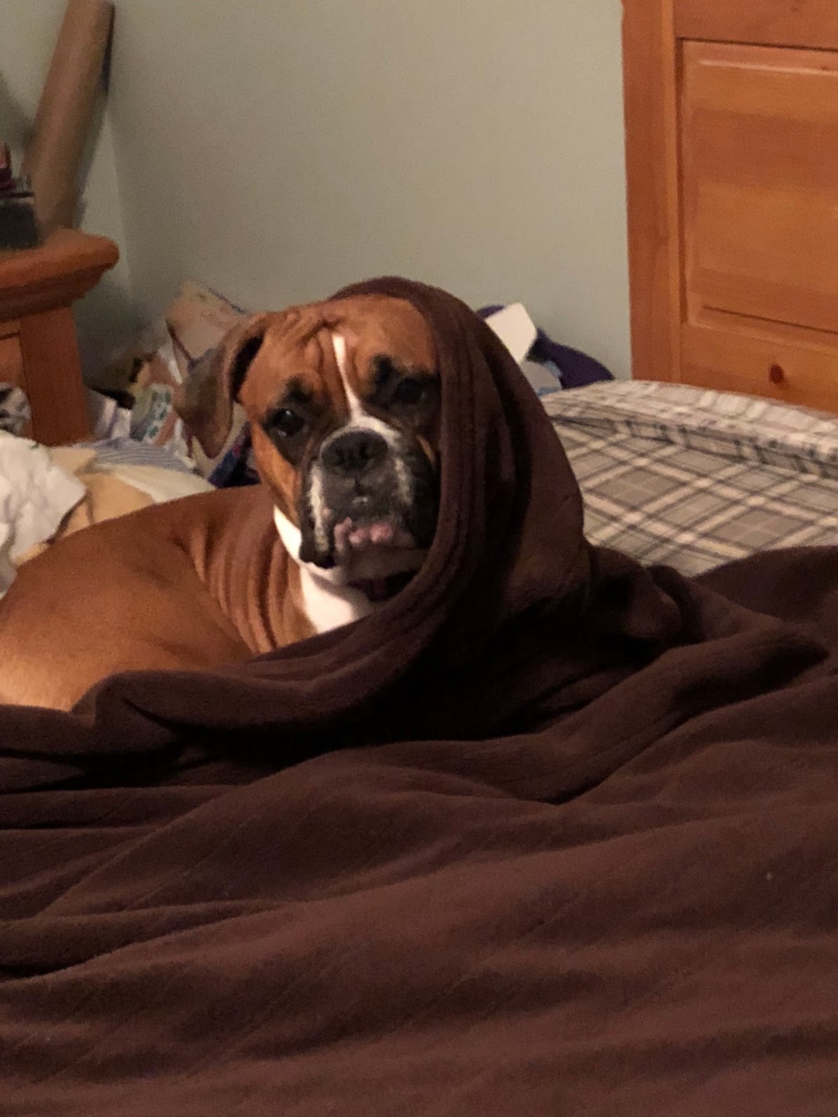 Dog Gone Poop Patrol - Photo 4