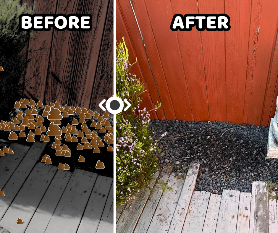 Sure Scoops - Photo 3