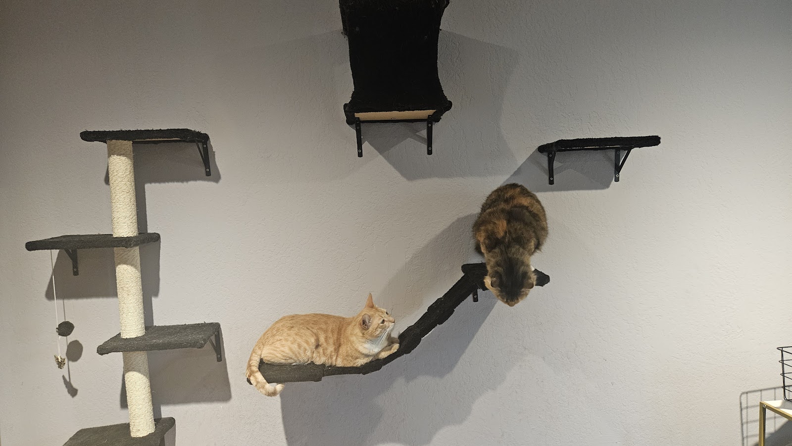 Pet Clean Up Crew - Photo 3