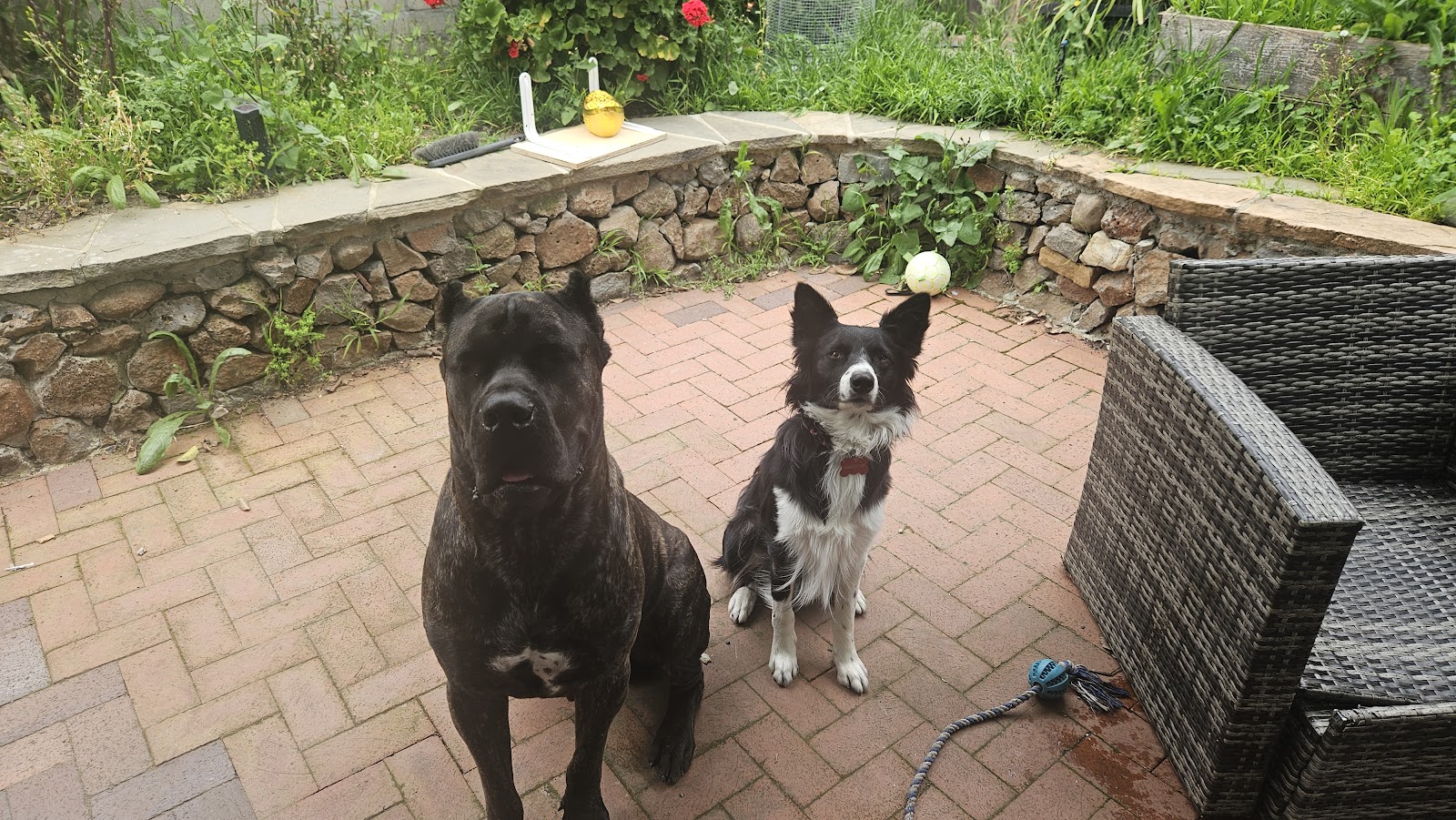 Pet Clean Up Crew - Photo 4