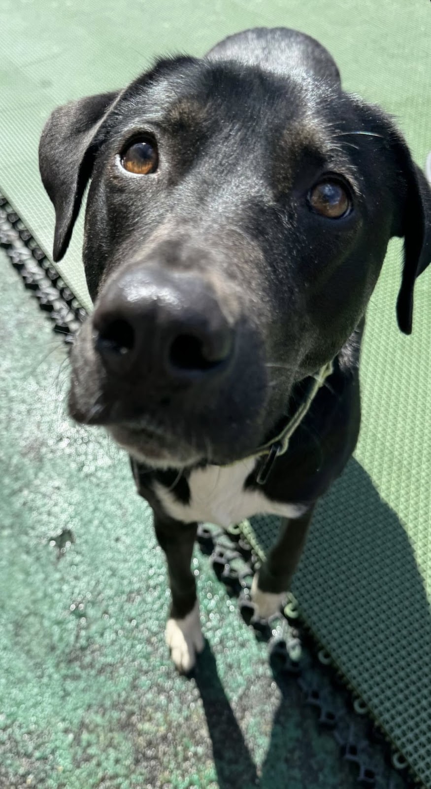 Pickup Poo Crew - Photo 4