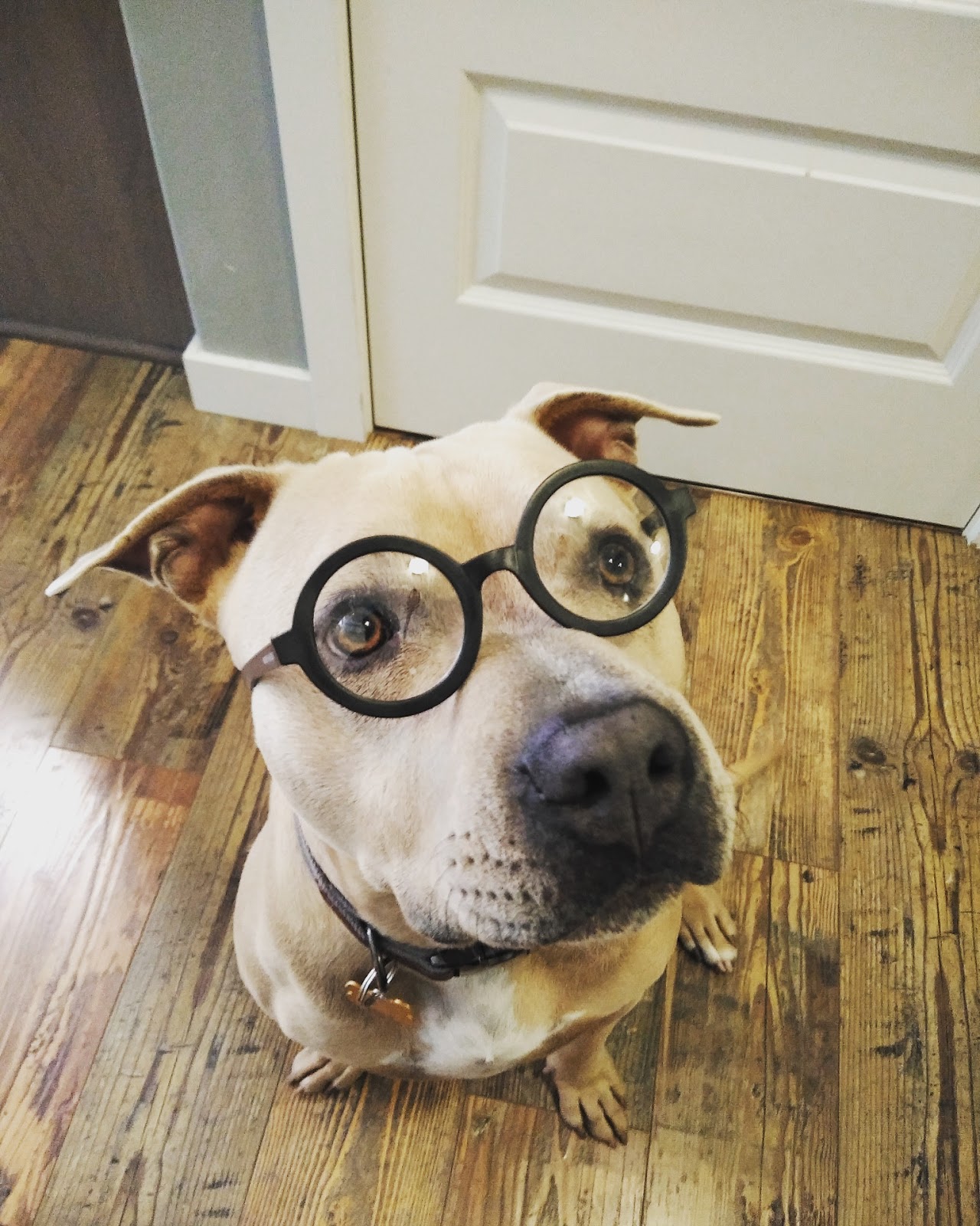 Doody Pros - Pet Waste Removal - Photo 4