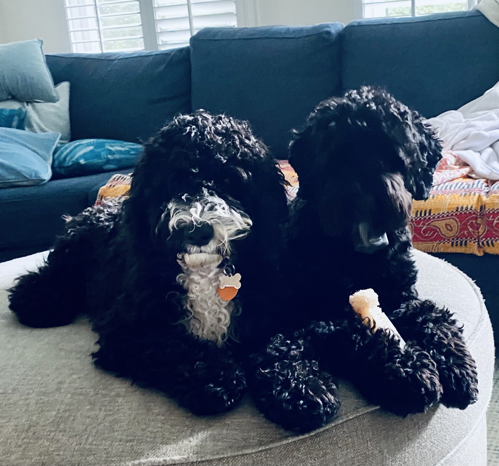 POOP 911 Rock Hill - Photo 3