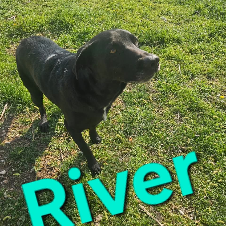 Fletcher's Poop Patrol - Photo 4