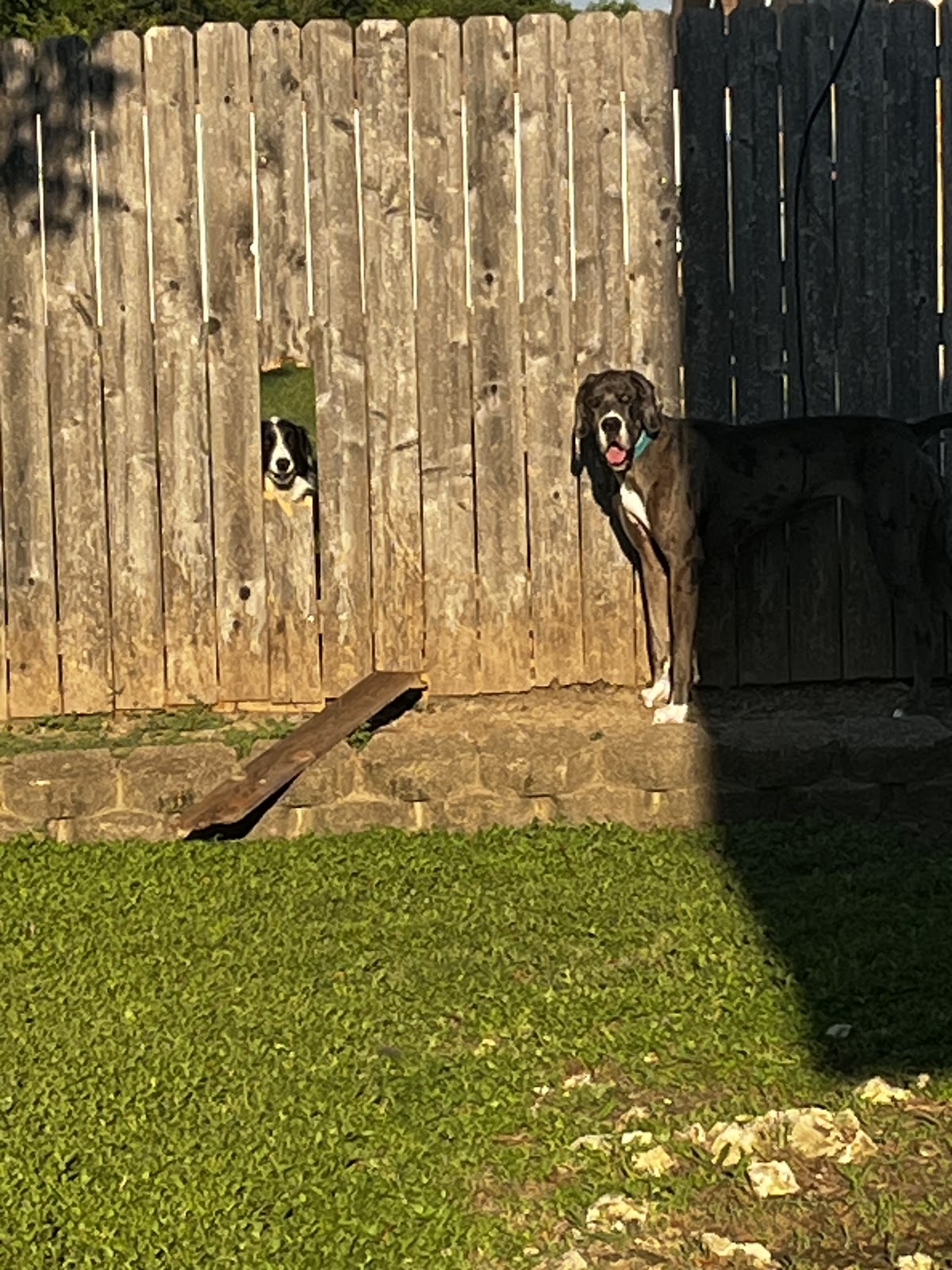 Scoopy Doo Pros - Photo 3