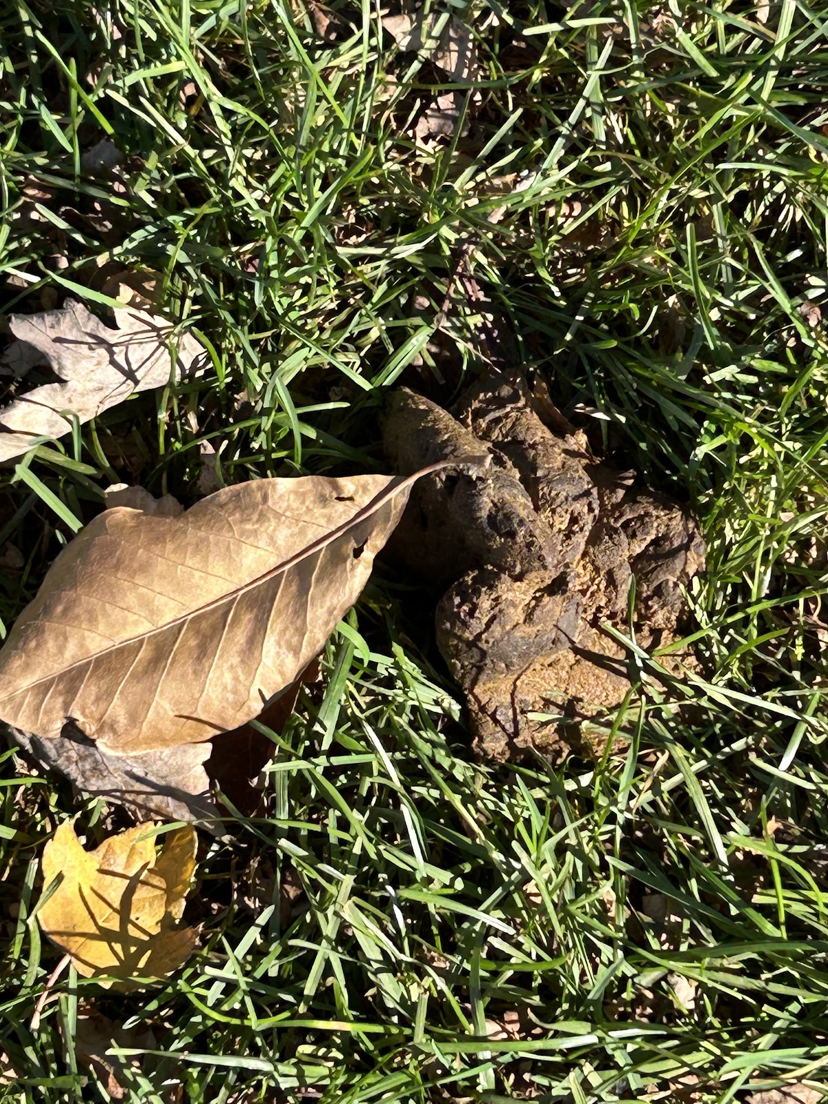 Turdminators Pet Waste Removal - Photo 2