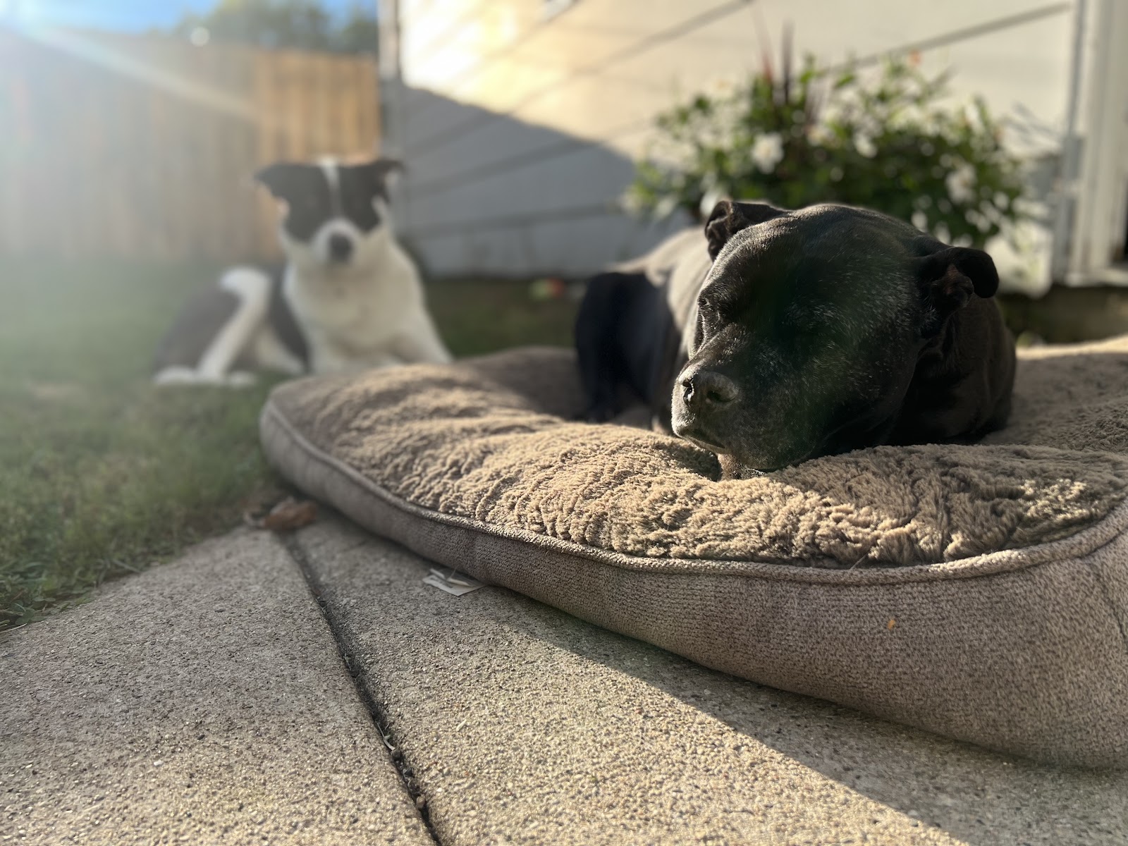 Turdminators Pet Waste Removal - Photo 3