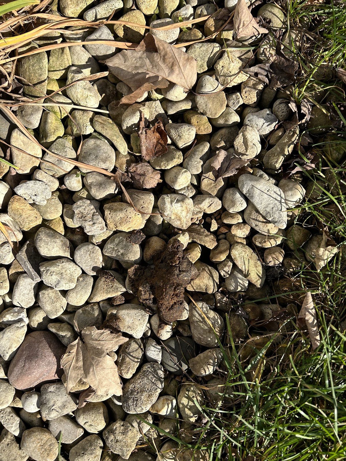 Turdminators Pet Waste Removal - Photo 4