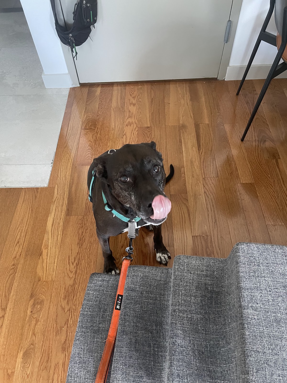 Rubin's Paws - Photo 2