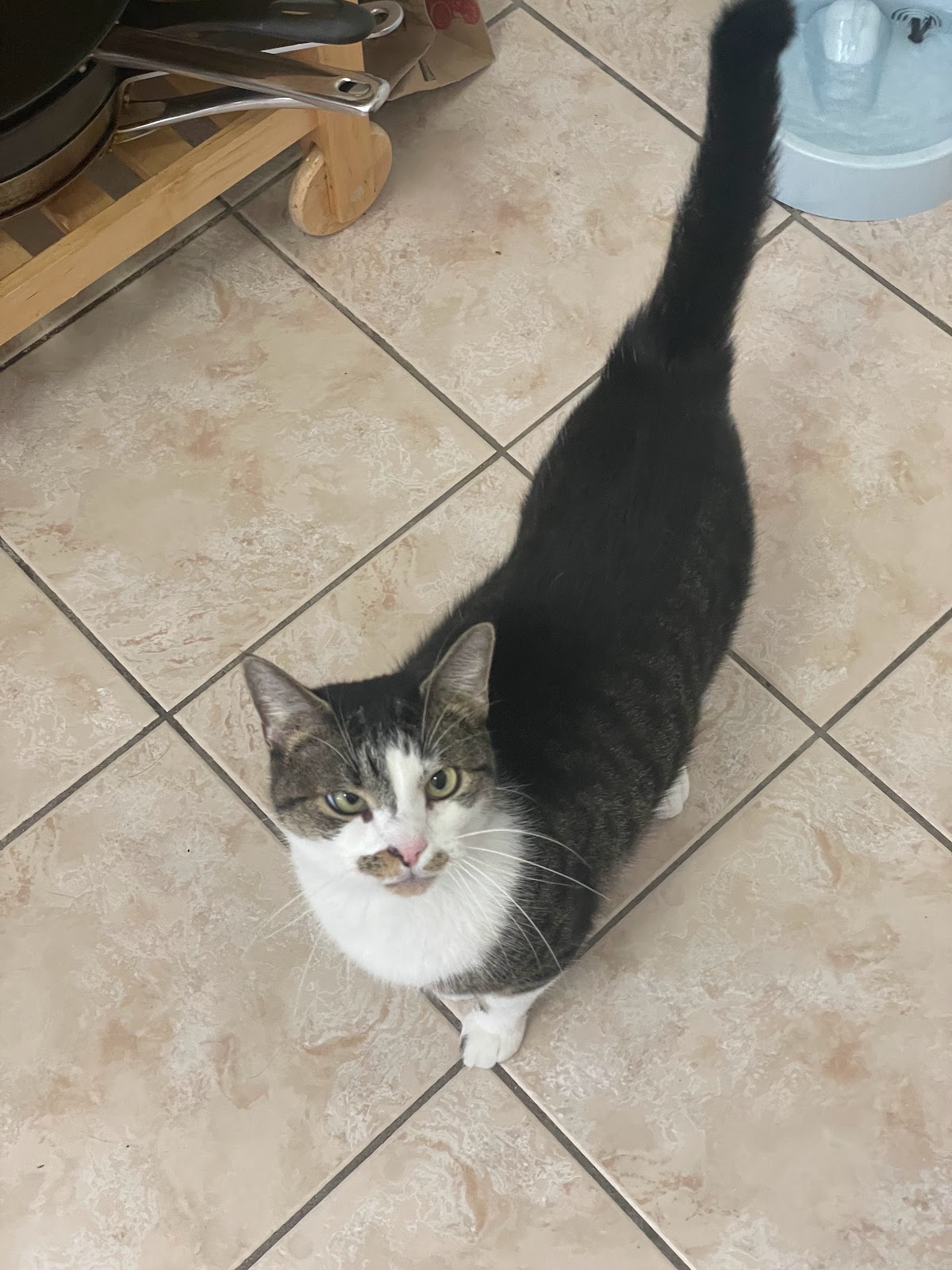 Rubin's Paws - Photo 4