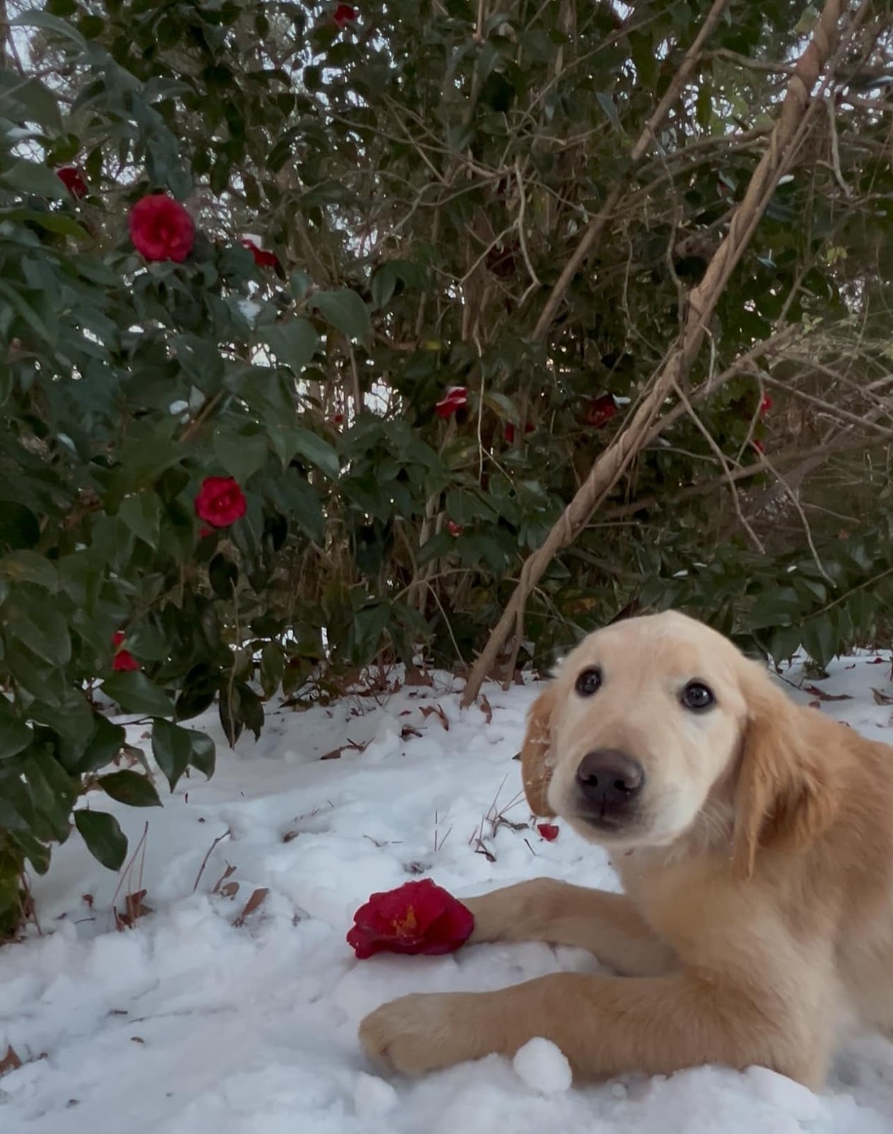 Clean It All Poop Scoopers & Home Services - Photo 3