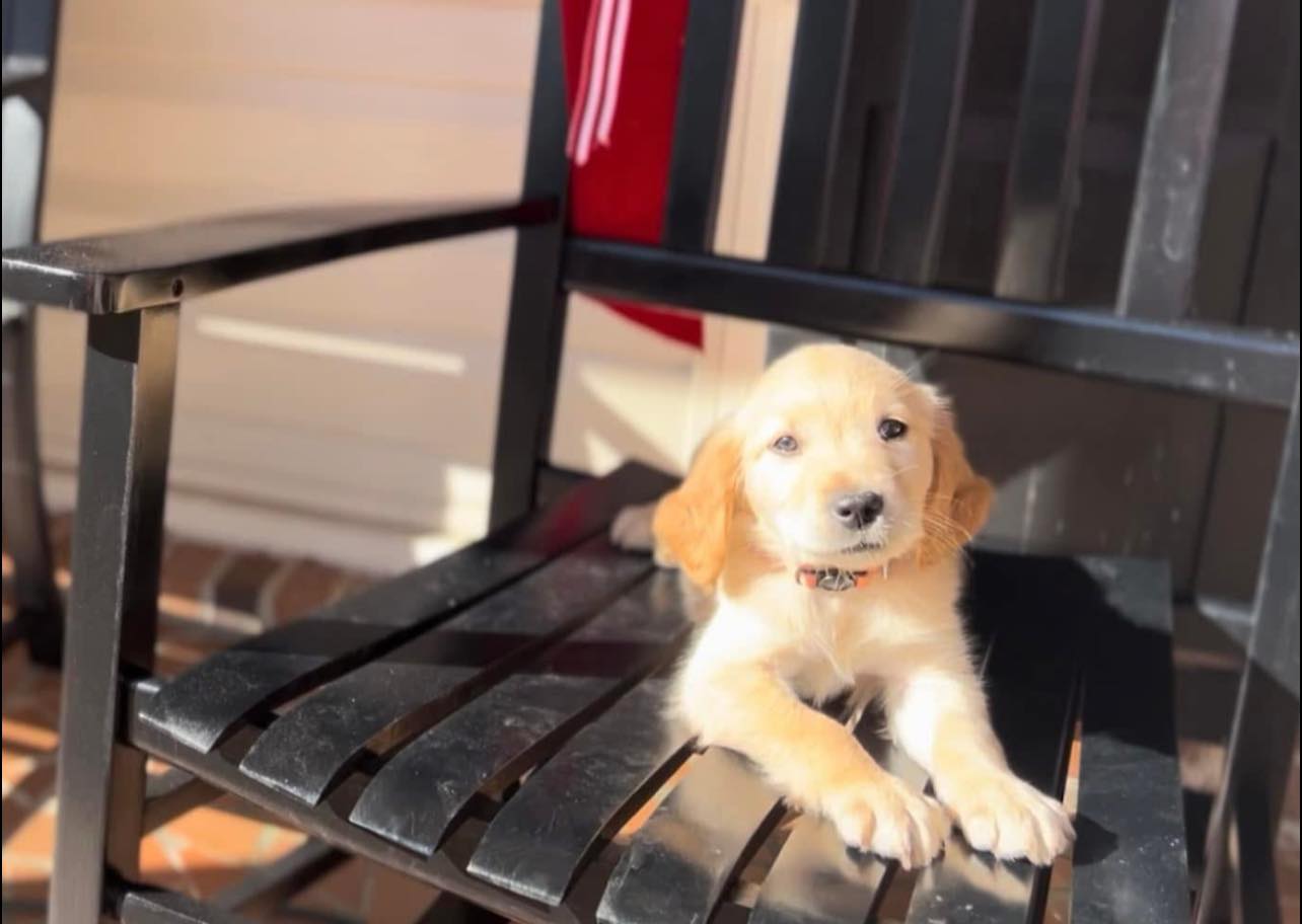 Clean It All Poop Scoopers & Home Services - Photo 4