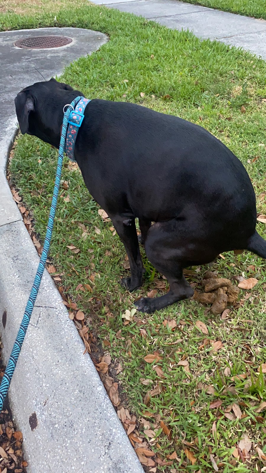 Scoopy's Pet Waste Service - Photo 2