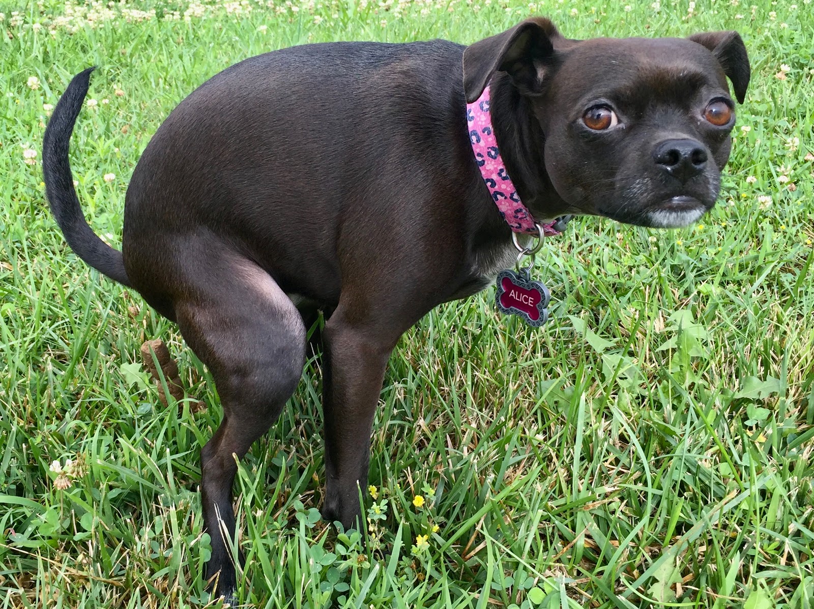 Scoopy's Pet Waste Service - Photo 3