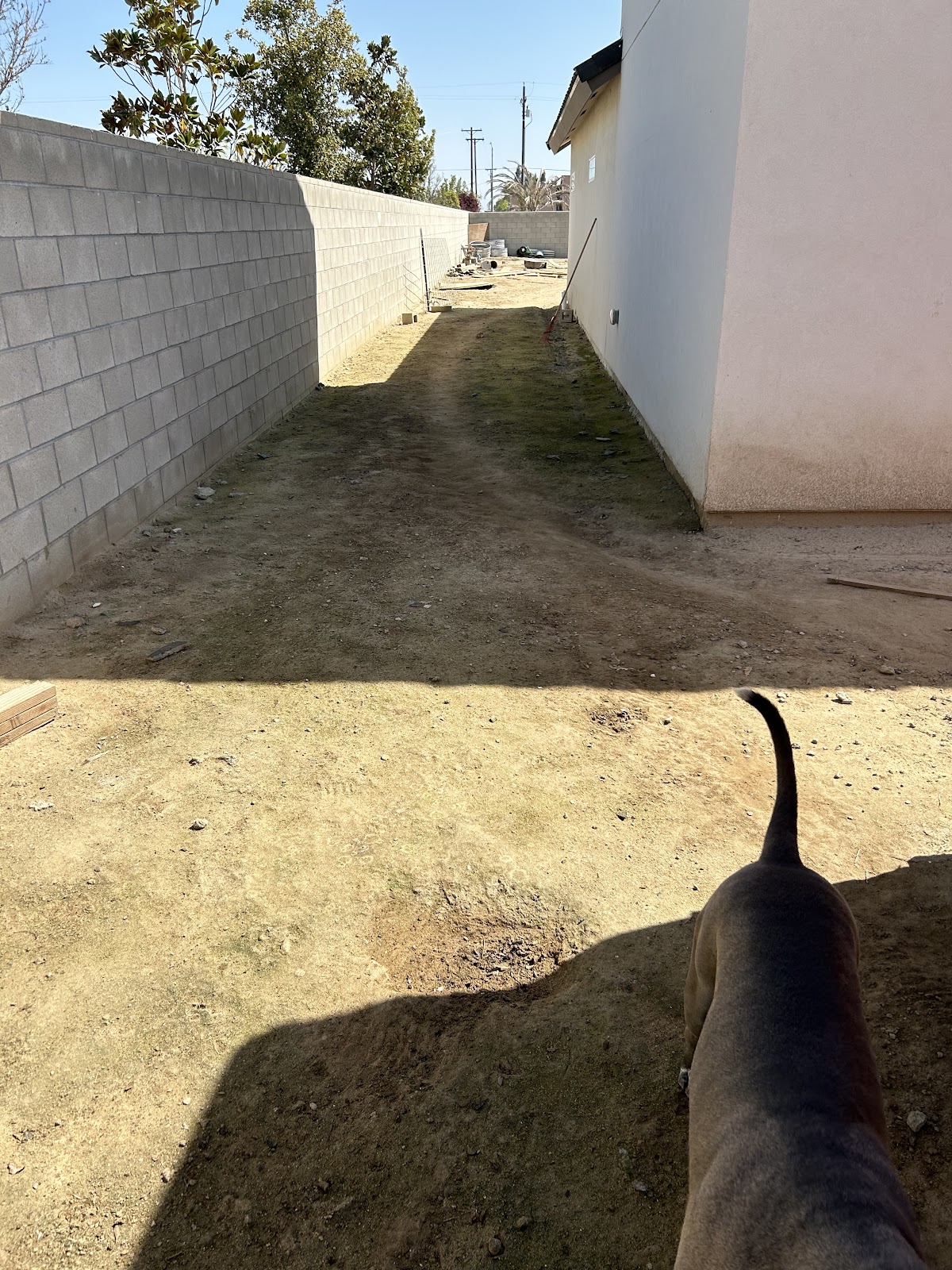 Picking Up Puppy Poop - Photo 4