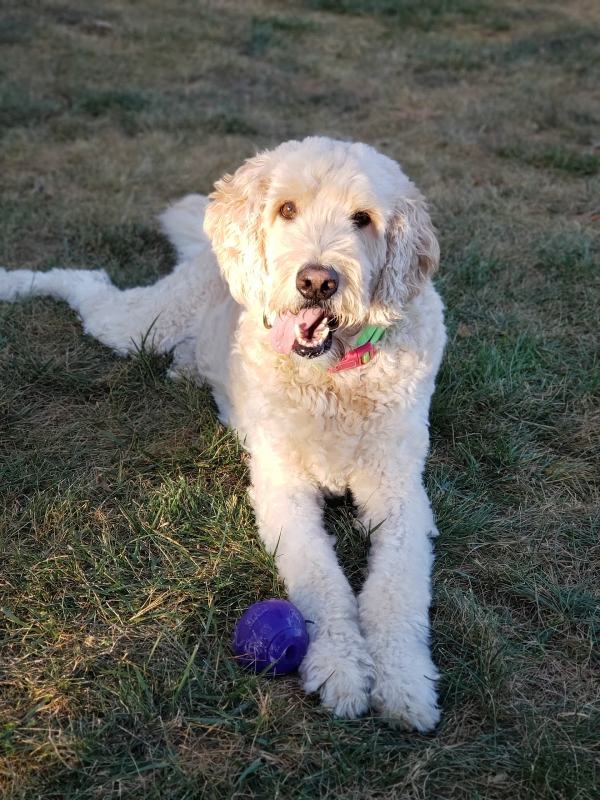 4 Pawz Poo Scoopin' LLC