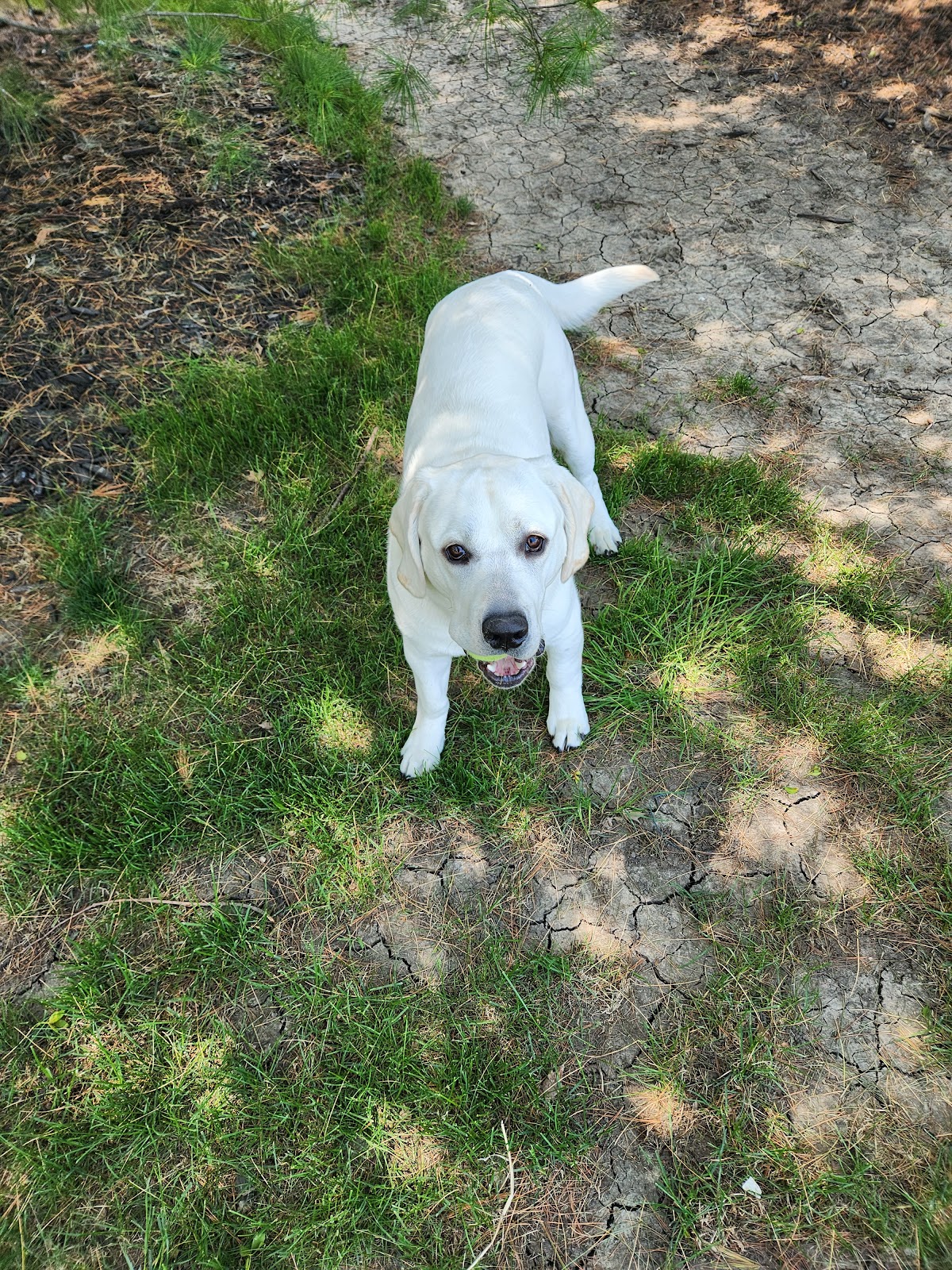 4 Pawz Poo Scoopin' LLC - Photo 2