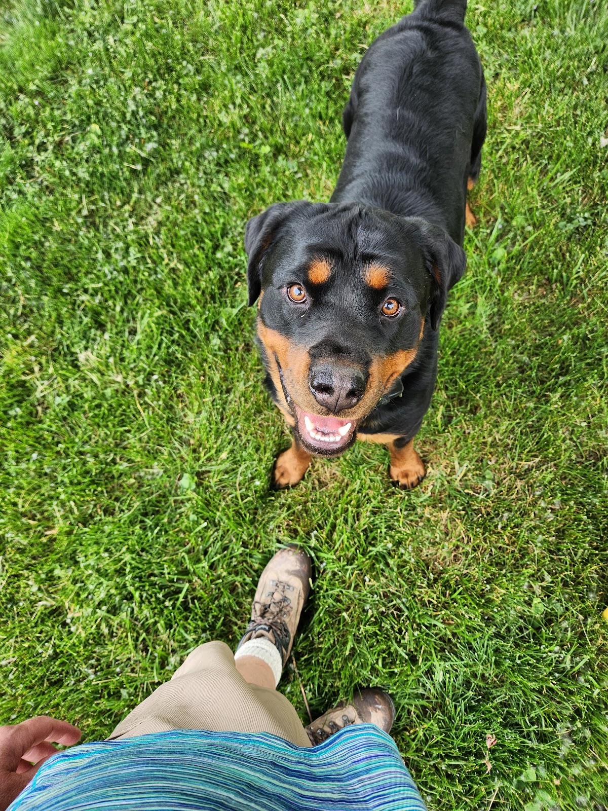 4 Pawz Poo Scoopin' LLC - Photo 3