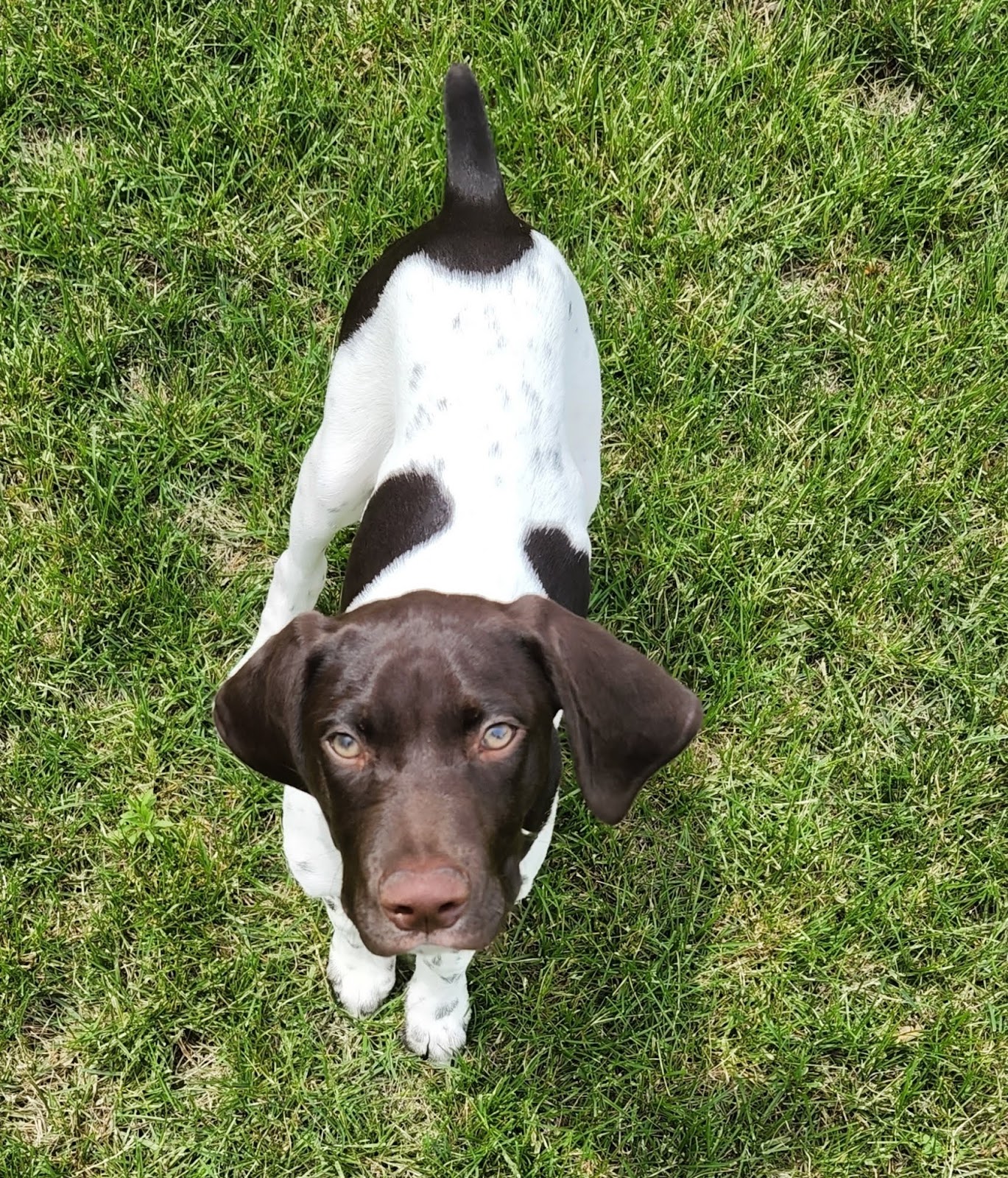 4 Pawz Poo Scoopin' LLC - Photo 4