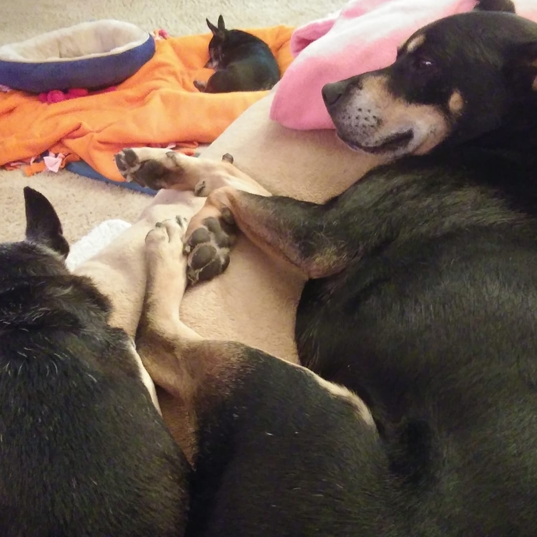 T Time for Animals - Photo 2