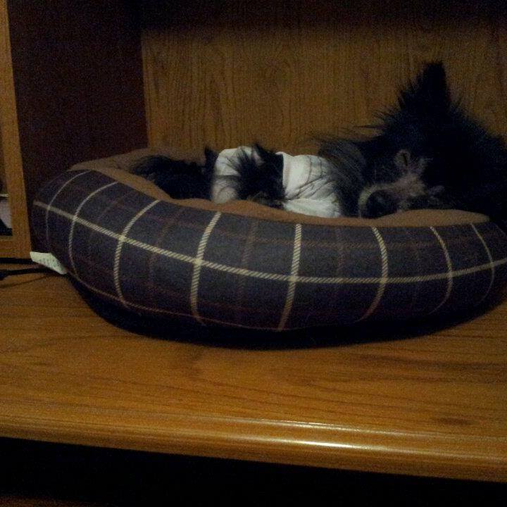 T Time for Animals - Photo 3