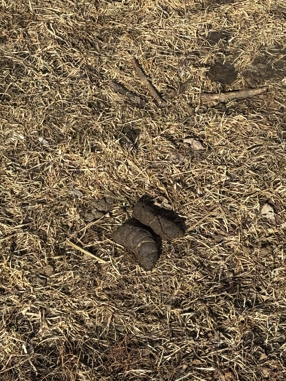 Fond du Lac Dog Poop Pick Up