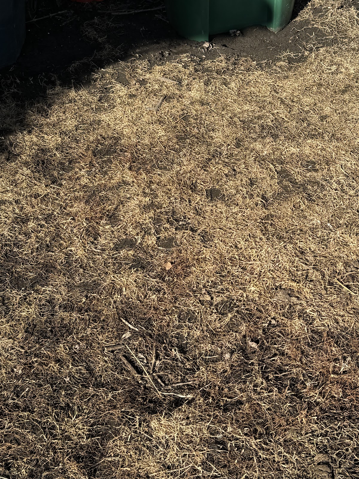 Fond du Lac Dog Poop Pick Up - Photo 2