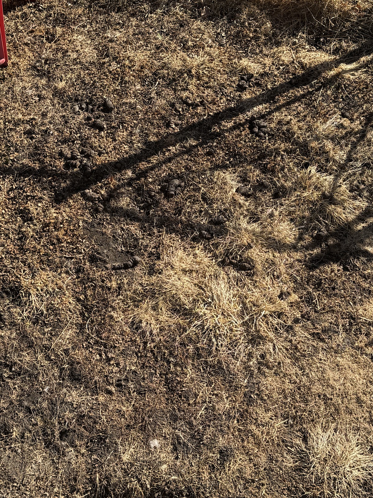 Fond du Lac Dog Poop Pick Up - Photo 3