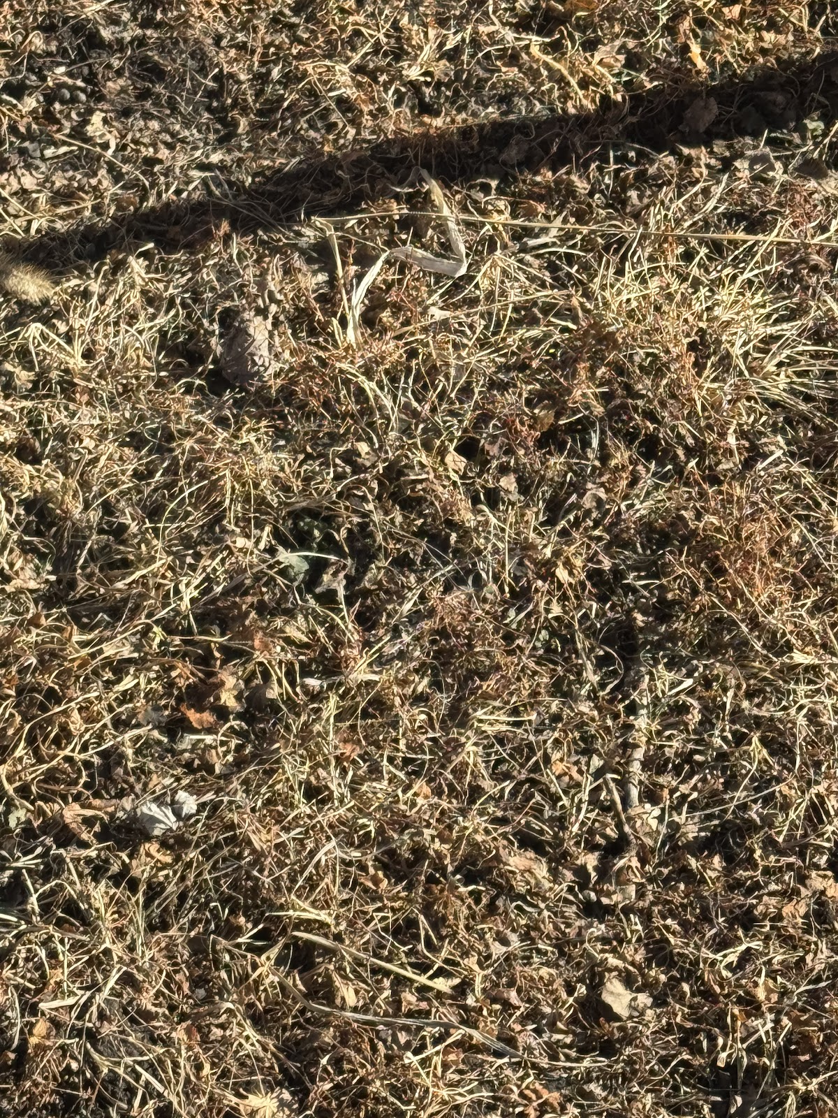 Fond du Lac Dog Poop Pick Up - Photo 4