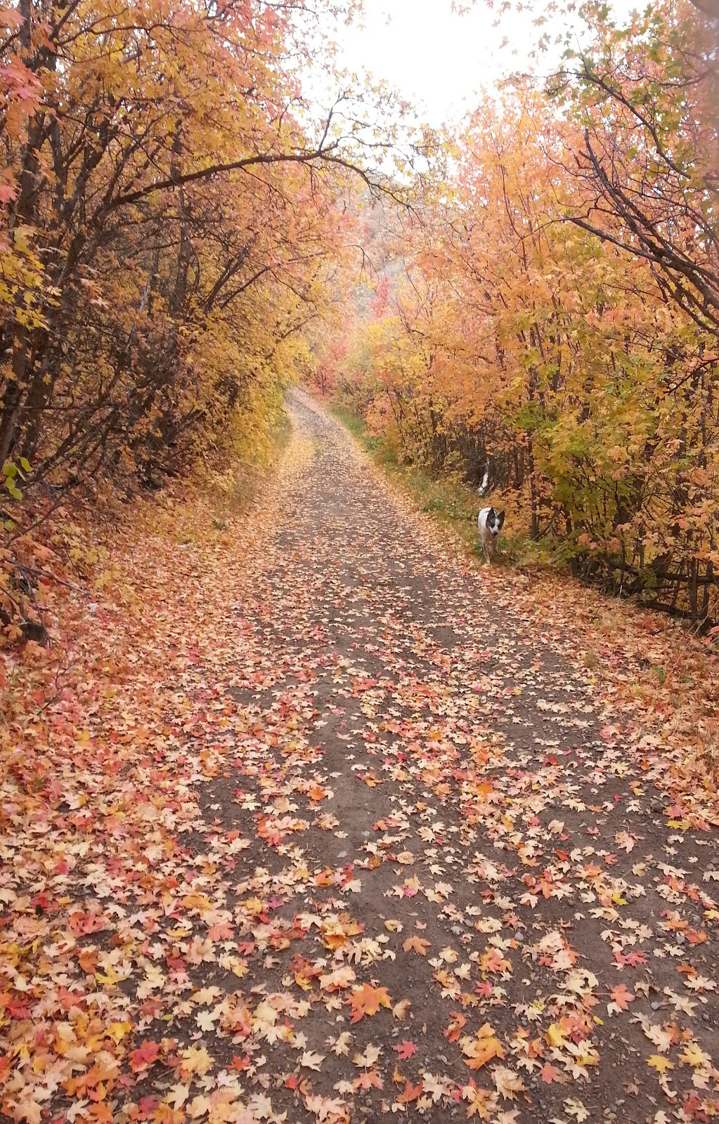 Number 2 Pet Waste Removal Pocatello-Chubbuck